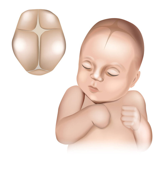 Illustration eines realistischen Babykopfes, der die bei der Geburt anwesenden Fontanellen zeigt. Kraniale Nähte und Fontanellen. - Vektor, Bild