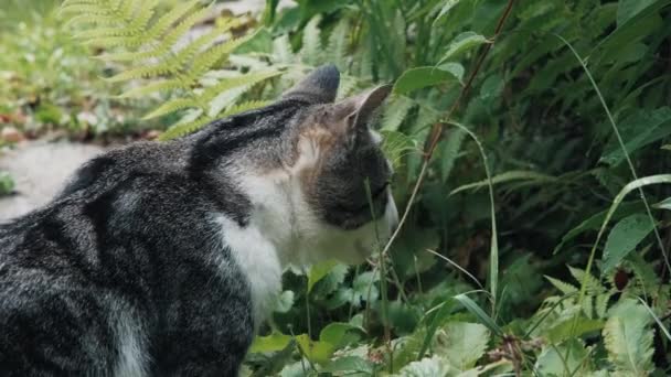 Csíkos macska füvet szimatol. Az állat megfelelő növényt keres, hogy megegye. - Felvétel, videó