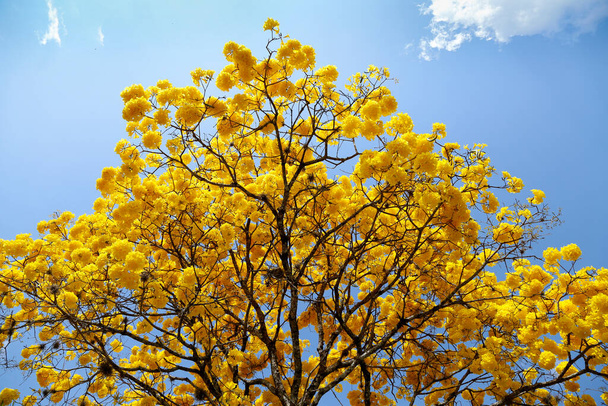 Bloom detail in yellow ipe tree with bright blue sky - Photo, Image