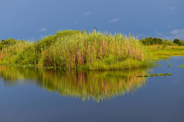 Άποψη του ψηλού χόρτου στο βάλτο κυπαρίσσι από μια ράμπα σκάφους στο Tamiami Trail στη Φλόριντα Everglades - Φωτογραφία, εικόνα