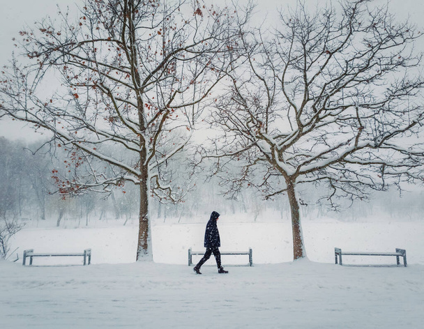 Einsame Person, die an einem kalten und verschneiten Wintertag im Park spazieren geht. Saisonbedingtes Schneesturmwetter auf der Straße. Schneefall am Morgen auf dem Platz und ein Mann, der allein auf der Allee unter Bäumen geht - Foto, Bild
