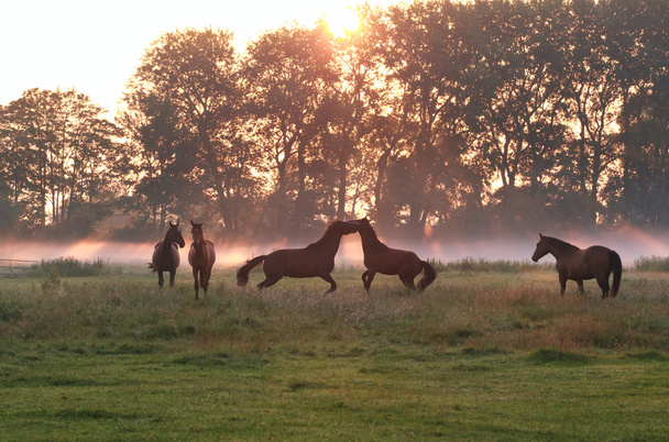 springen spelen paarden in sunrise-mist - Foto, afbeelding