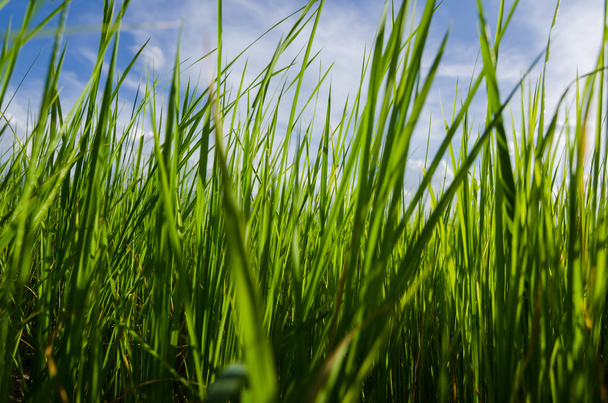 Fondo de hierba verde - Foto, Imagen