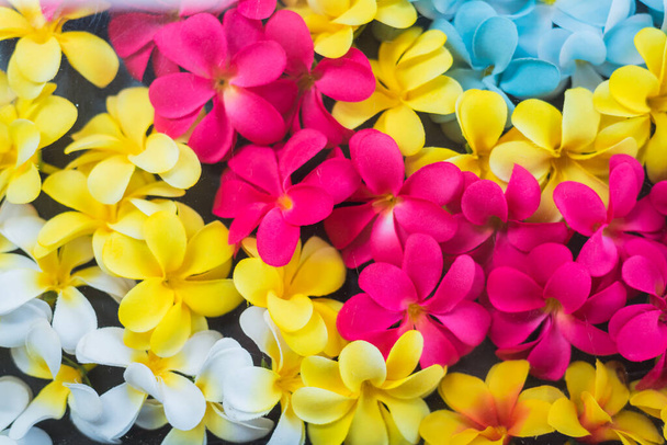 Kleurrijke Plumeria bloemen, bloemen achtergrond concept - Foto, afbeelding