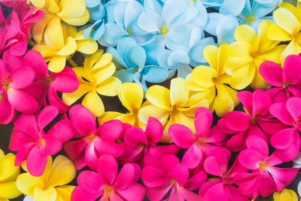 Flores plumeria coloridas, flores fundo conceito - Foto, Imagem