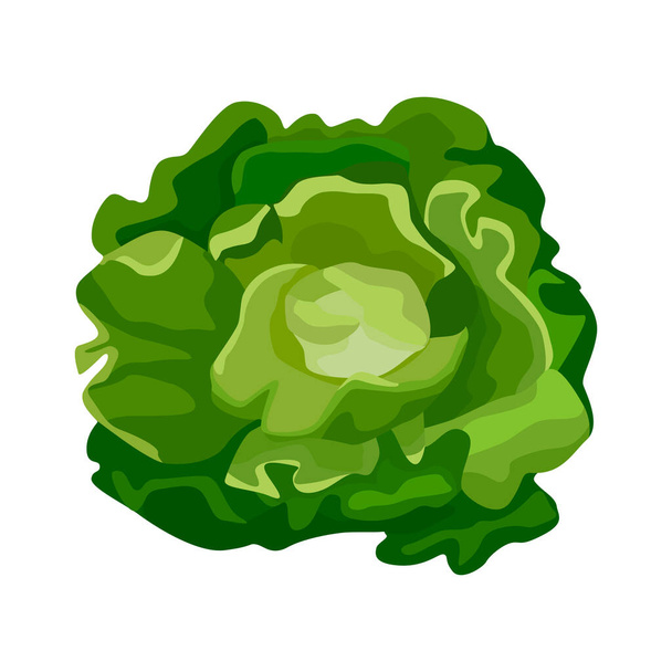 Fehér alapon izolált vajfejű saláta. Egyfajta saláta lapos stílusban. Mezőgazdasági szimbólum bármilyen célra.Tervezési vektor illusztráció. - Vektor, kép