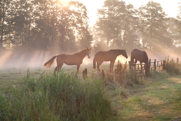 paarden in mistige zonnestralen - Foto, afbeelding