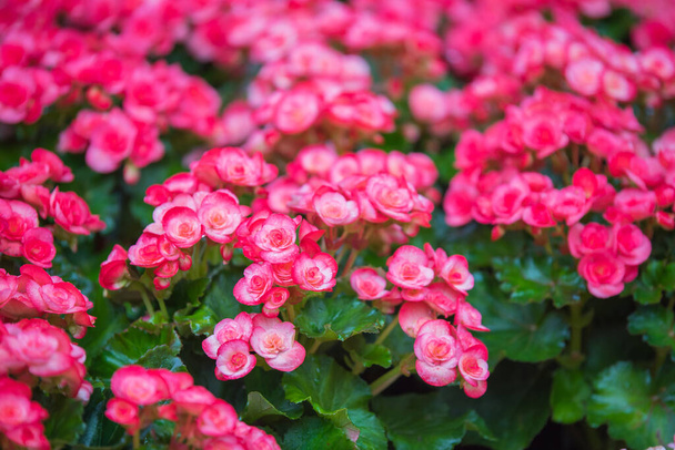Begonia flowers in the garden - Photo, Image