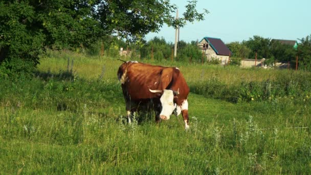 yeşil çimlerde otlayan inek - Video, Çekim