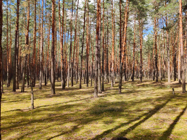 a forest glade where there are many smooth pines - Photo, Image