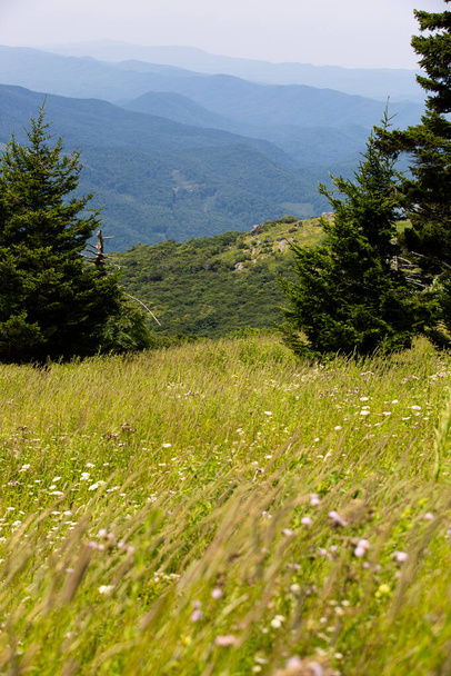 Uitzicht vanaf Whitetop Mountain in de Appalachian Mountains in Virginia - Foto, afbeelding