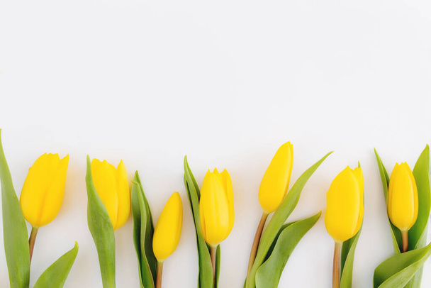 Flat lay with yellow tulip flowers on white background. Concept for greeting card for Easter, Mother's day, International women's day, Saint Valentine's day. High quality photo - Valokuva, kuva