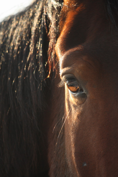 Brown horse eye close up - Photo, Image