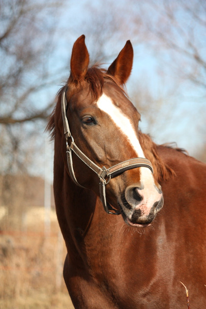 Красивый портрет лошади ранней весной
 - Фото, изображение