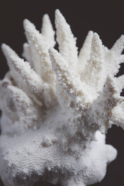 white snow crystals on a black background - 写真・画像