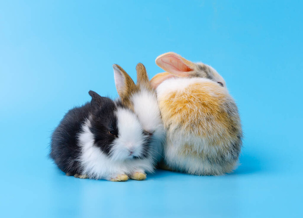 Three lovely bunny rabbit sitting together on blue background - Foto, afbeelding