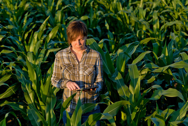 Agronomist with tablet computer in corn field - Photo, Image