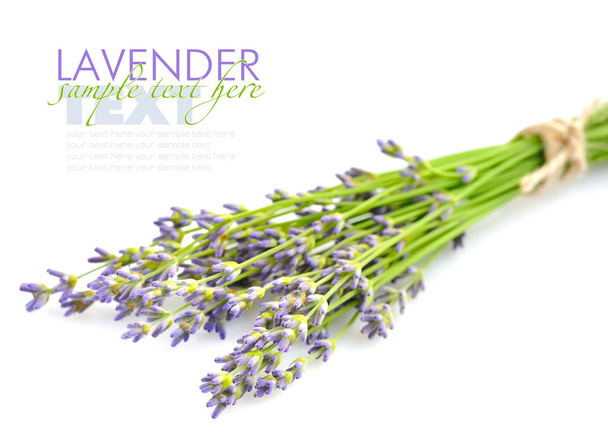 Lavender flowers (Lavandula) on a white background - Photo, Image