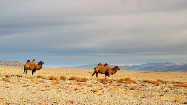 Kamele in der mongolischen Wüste - Foto, Bild