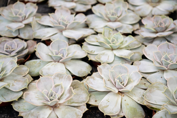Miniature succulent echeveria plants in a planter closeup top view - Photo, Image