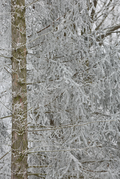Snowy winter forest background. Beautiful spruce trees trunks pattern, sticked with snow in Czech republic. - Φωτογραφία, εικόνα