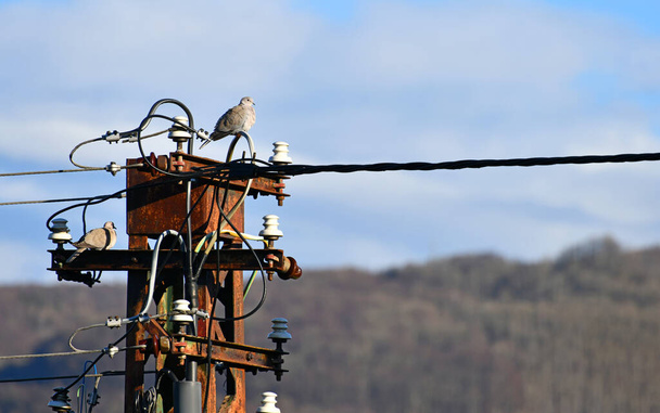 Bird on power pole - Фото, изображение
