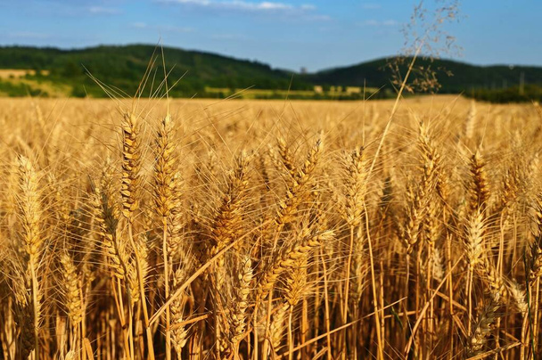 Beautiful detail of ripening wheat in a field. Natural colour background at sunset with blue sky - Photo, Image