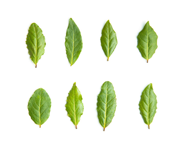 green leaves of mint isolated on white background - Foto, Imagem