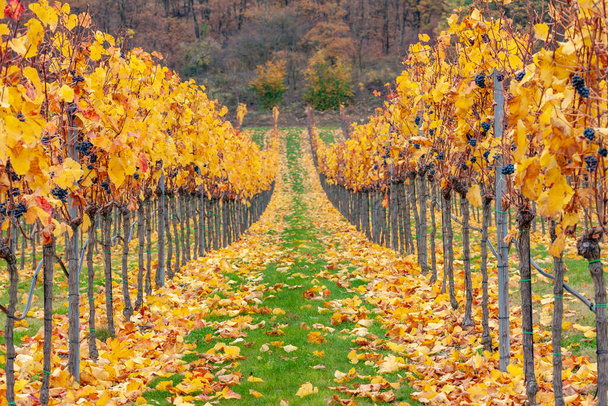 vineyard in the autumn season - Foto, Imagen