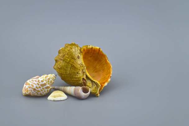 sea shells on a white background - Φωτογραφία, εικόνα
