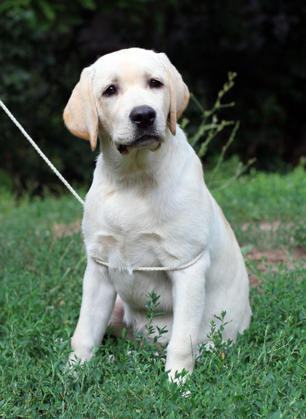 žlutý labrador štěně portrét zblízka v trávě - Fotografie, Obrázek