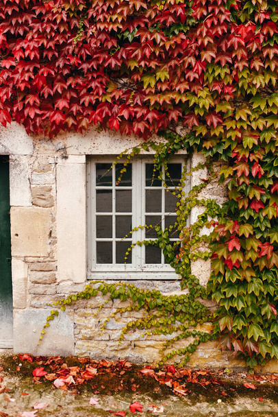 The facade of an old French building is entwined with ivy. High quality photo - Фото, изображение