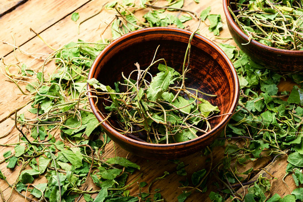 Orthilia secunda perennial medicinal plant popular in herbal medicine.Herbalist.Healing herbs - Foto, immagini