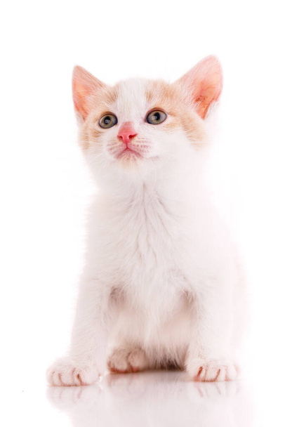 White and red kitten looks up on a white background. Isolated. Close up. - Foto, Imagen
