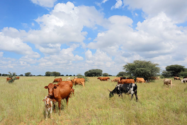Herd of free-range cattle grazing in grassland on a rural farm, South Africa - Foto, immagini