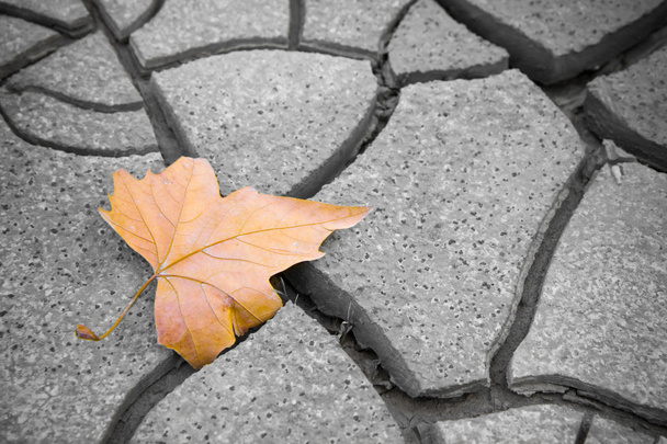 Isolated dry leaf on dry ground - Photo, Image