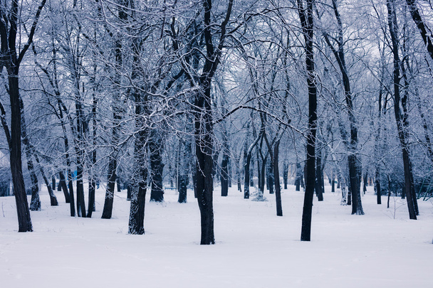 Snowy trees - Foto, Imagen