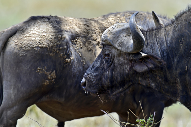 buffels - Foto, afbeelding