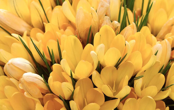 Closeup μακροεντολή των κίτρινων λουλουδιών την άνοιξη - Φωτογραφία, εικόνα