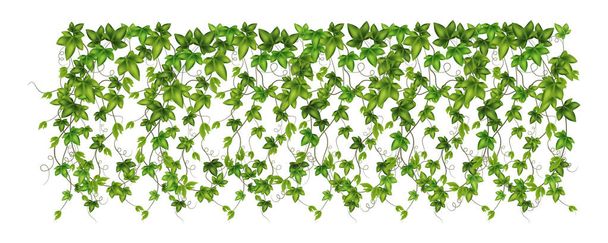 Set of geen vine, liana or ivy hanging from above or climbing the wall. - Vector, Image