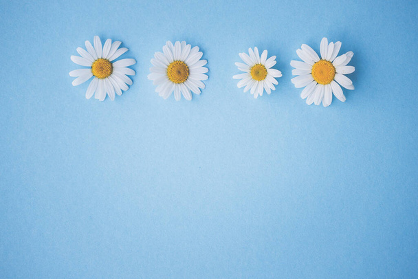 daisies, flowers, on blue wood - background, with text space, template, design - Photo, Image
