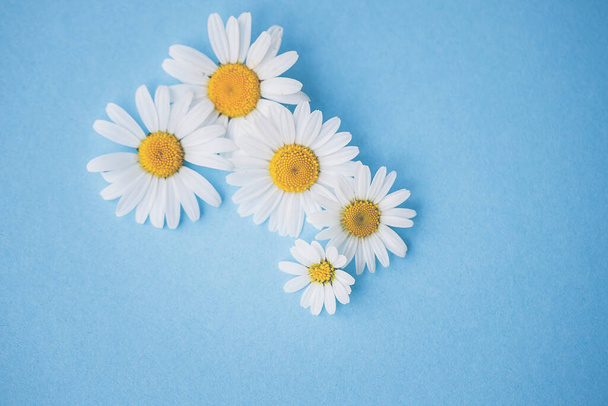 daisies, flowers, on blue wood - background, with text space, template, design - Foto, imagen