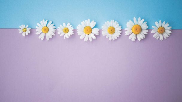 daisies, flowers, on blue wood - background, with text space, template, design - Fotografie, Obrázek