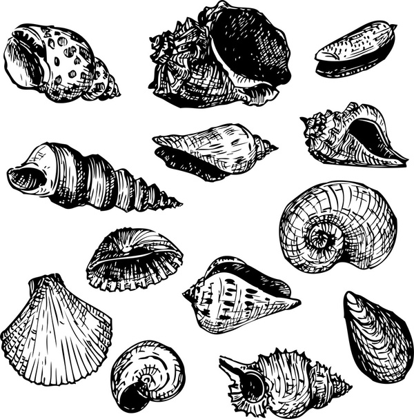 Set of line drawning shells - Διάνυσμα, εικόνα