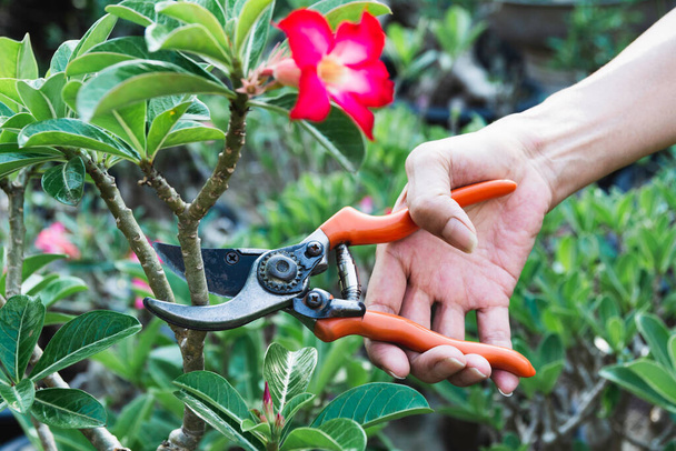 Gardener pruning trees with pruning shears on nature background. - Foto, afbeelding