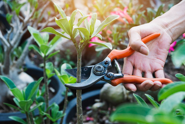 Gardener pruning trees with pruning shears on nature background. - Foto, Bild