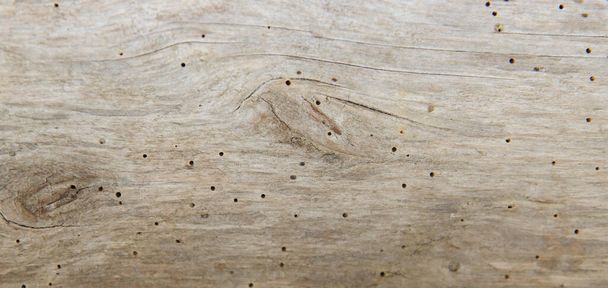 Old tree beetles eaten by a wood board. - Foto, Imagen