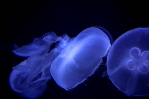 Portrait of a beautiful jellyfish. Jellyfish are majestically beautiful animals - 写真・画像