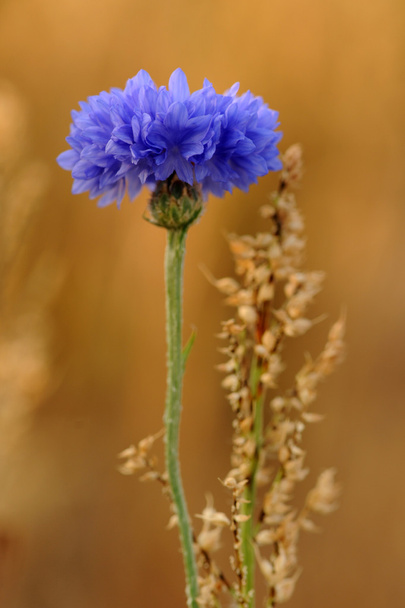 Синий васильковый цветок
 - Фото, изображение