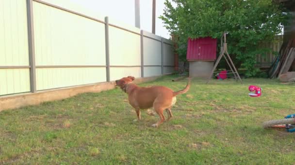 hond spelen met een stok - Video